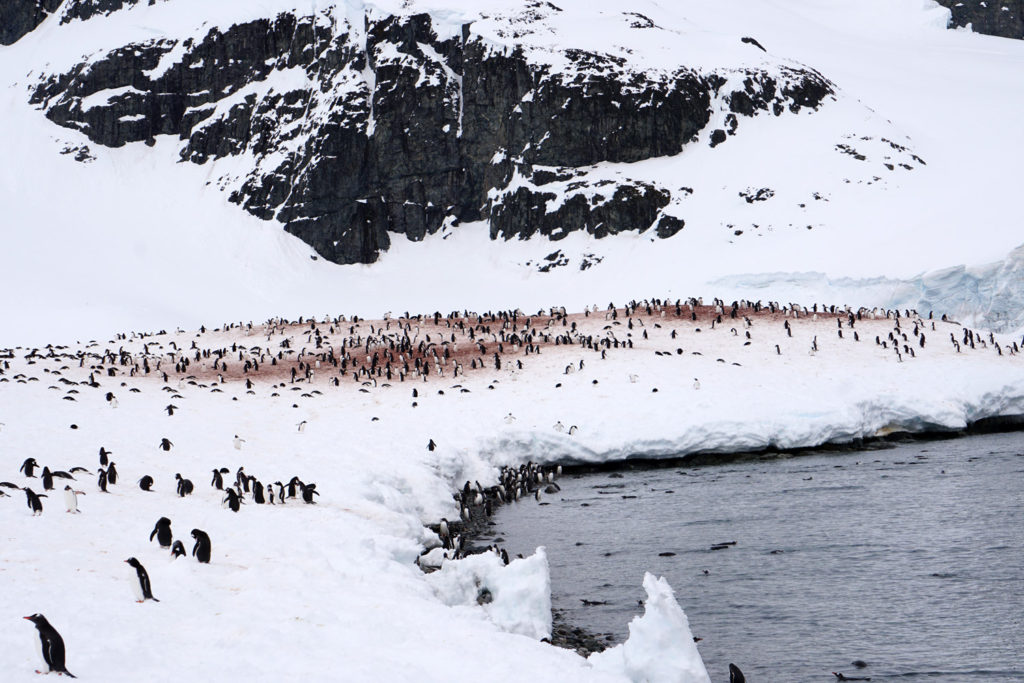 最大のペンギンコロニー