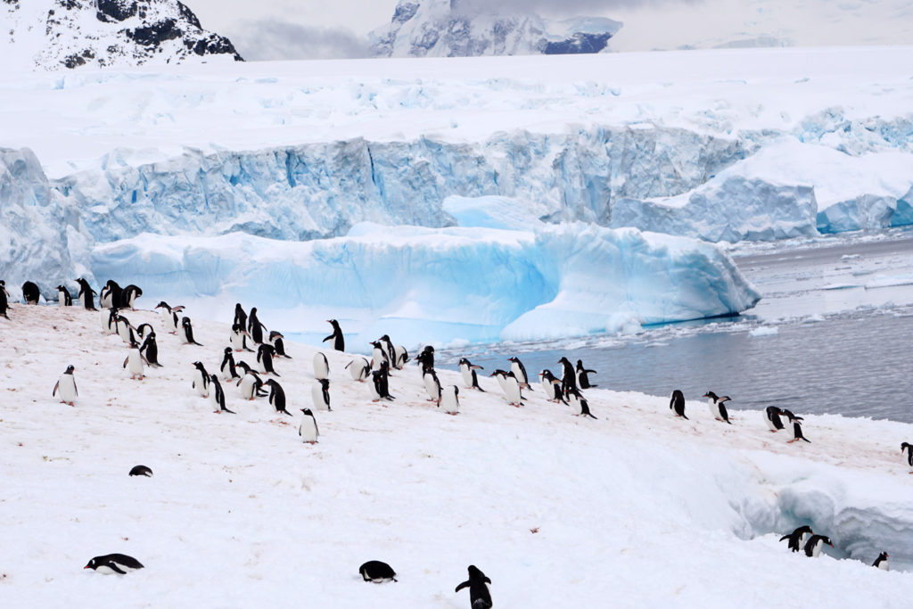 ペンギンと氷河