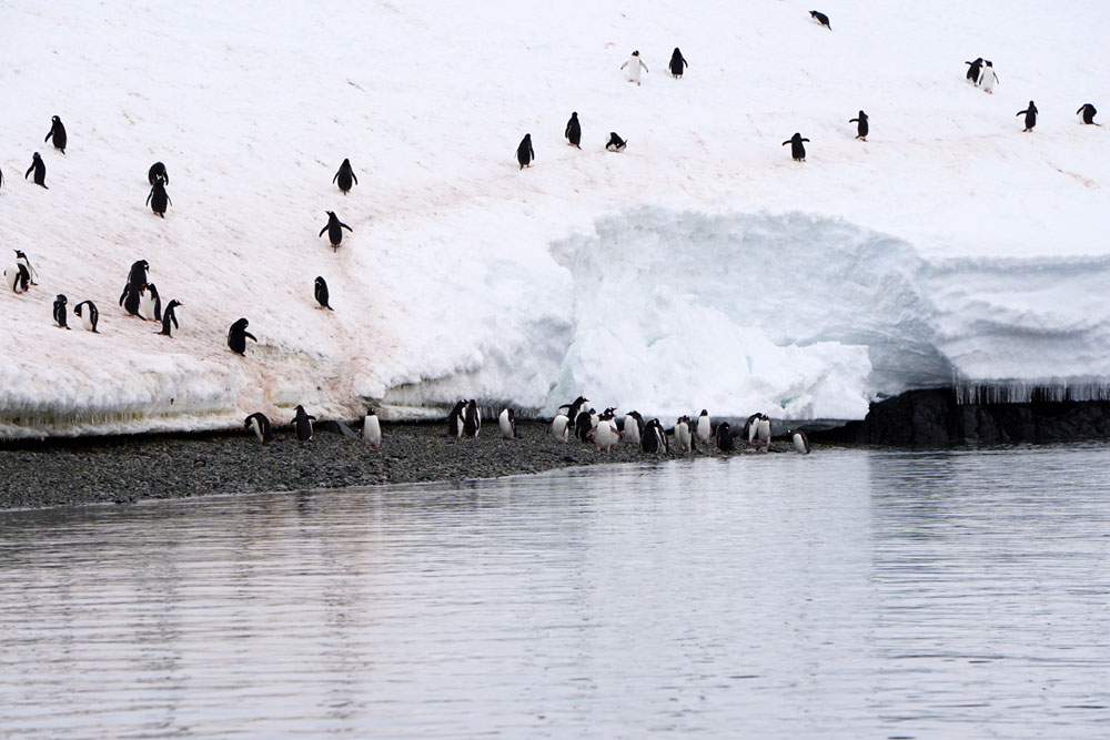 海から上がり雪の斜度を登るペンギン達