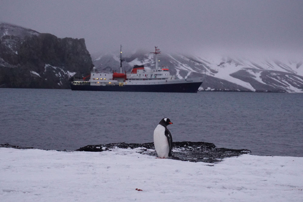 最後の南極の地とジェンツーペンギン