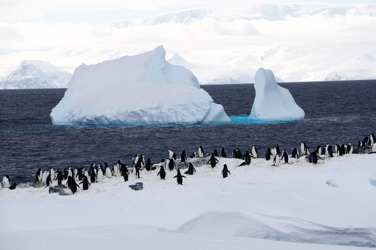 氷山とペンギン