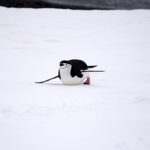 penguin on the move