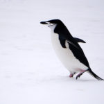 penguin on the move