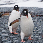 penguins on the move