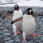 penguins on the move