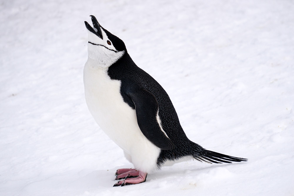 雪を食べて体を冷やすペンギン