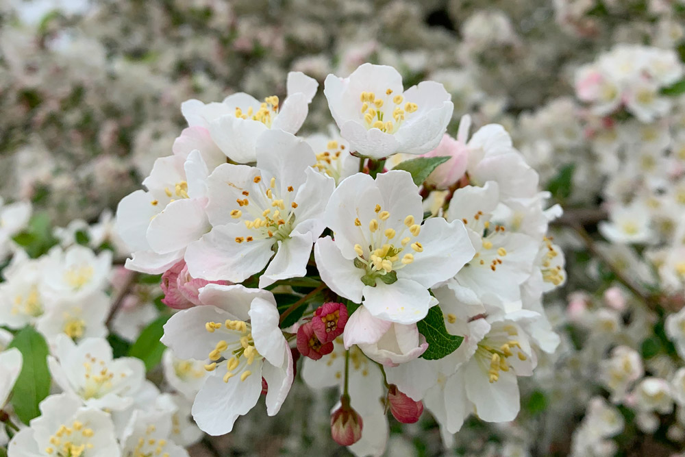 アーリントン墓地の桜