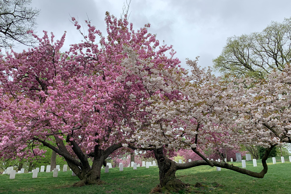 アーリントン墓地の桜
