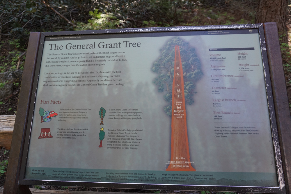 グラント将軍の木案内解説版