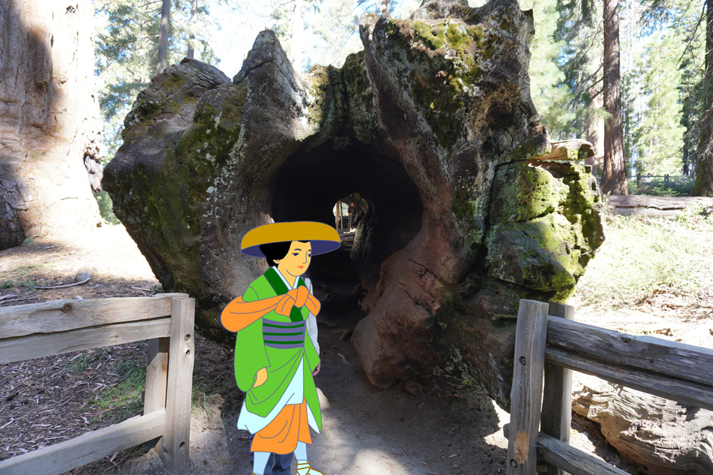 倒木のトンネル
