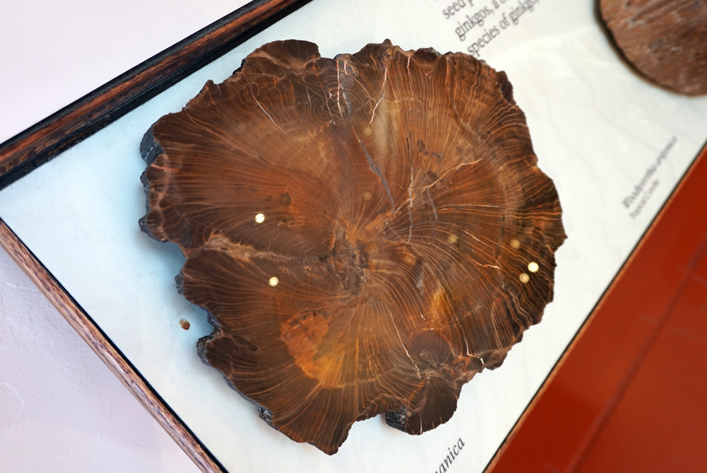Rainbow Forest Museum内　化石の木