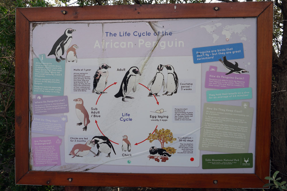アフリカンペンギンの一生