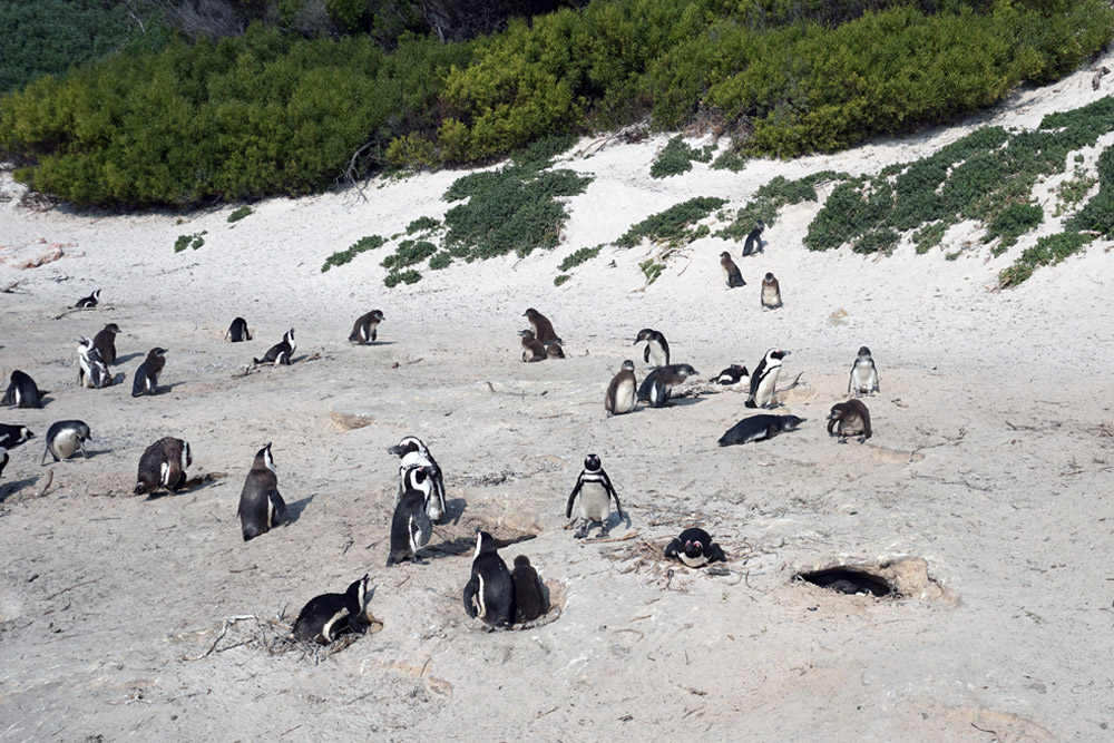 ビーチのペンギン達