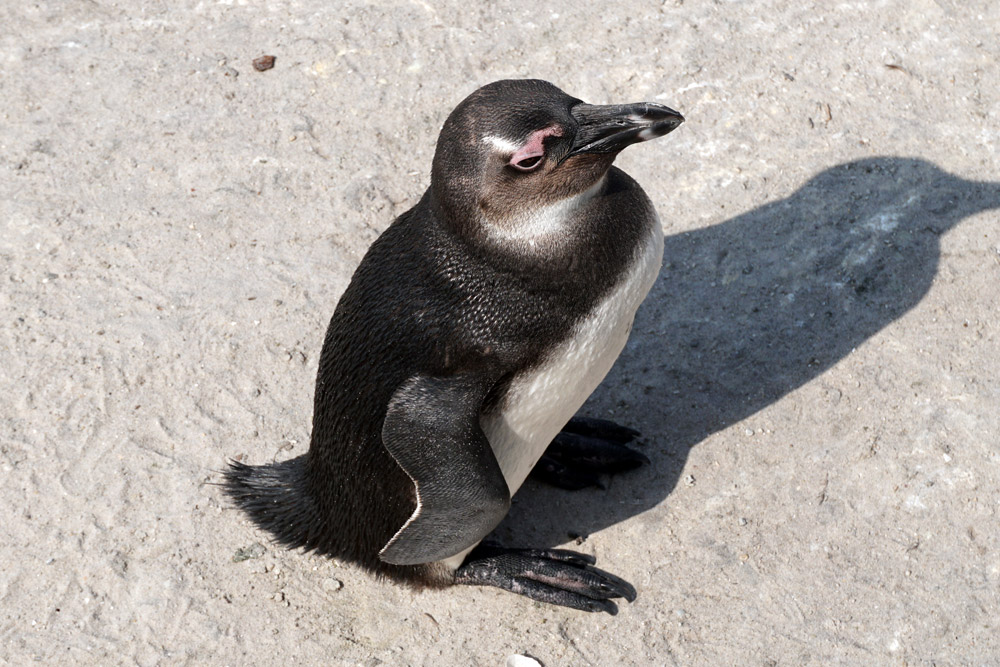 アフリカンペンギン